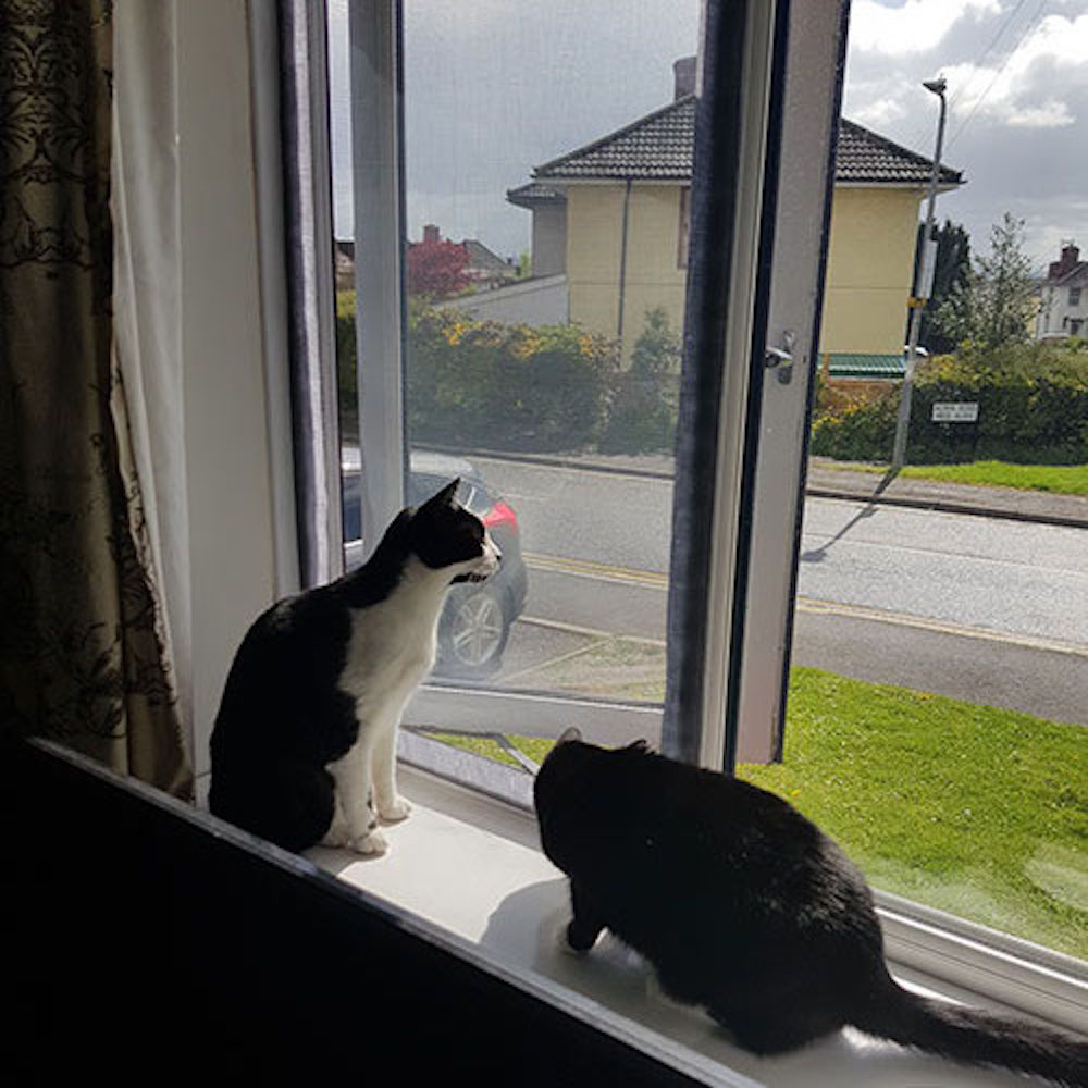 57 Best Pictures Cat Proof Window Screens Uk : Keeping Cats from Scratching Screen Doors | ThriftyFun